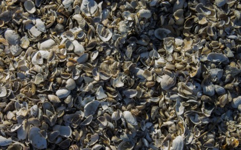 La Toscana definisce nuovi criteri per i sedimenti marini