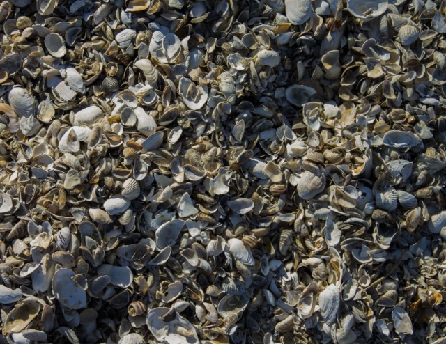 La Toscana definisce nuovi criteri per i sedimenti marini